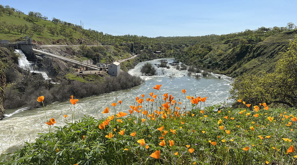 river flowing with California poppies and grass fields near La Grange dam overflow