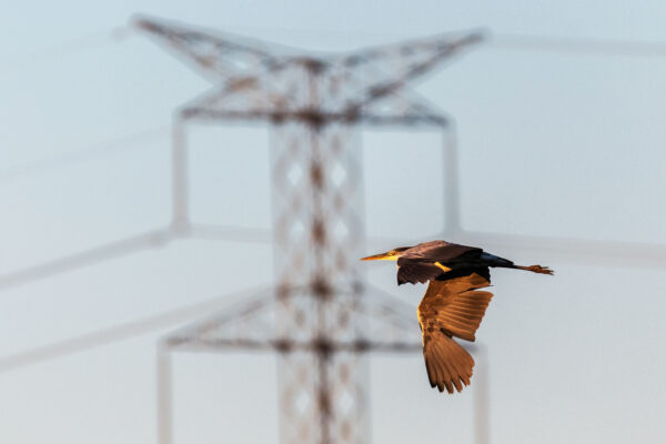 A heron flies near a power line.