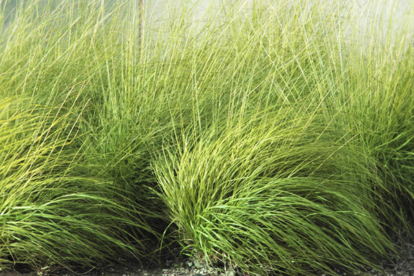 Berkeley Sedge.