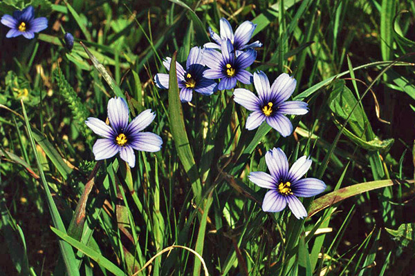 Blue eyed grass.