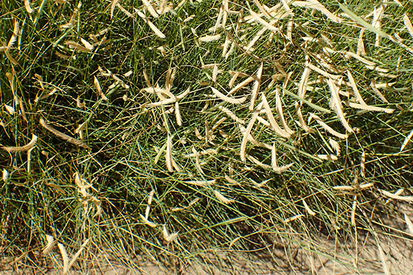 Blonde ambition grama grass.