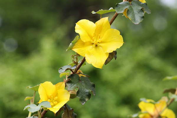 California flannelbush