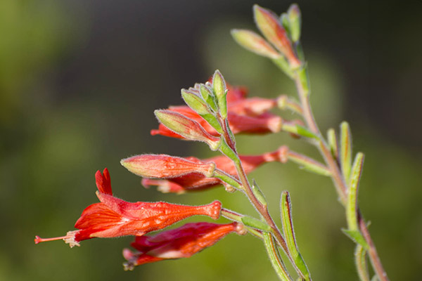 California fuchsia, Epilobium canum.