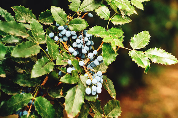 Compact oregon grape.