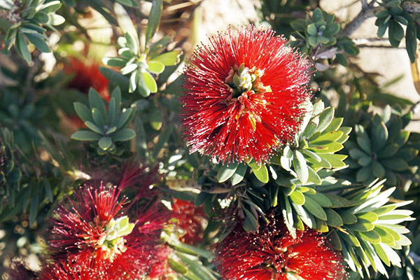 Dwarf bottlebrush plant.