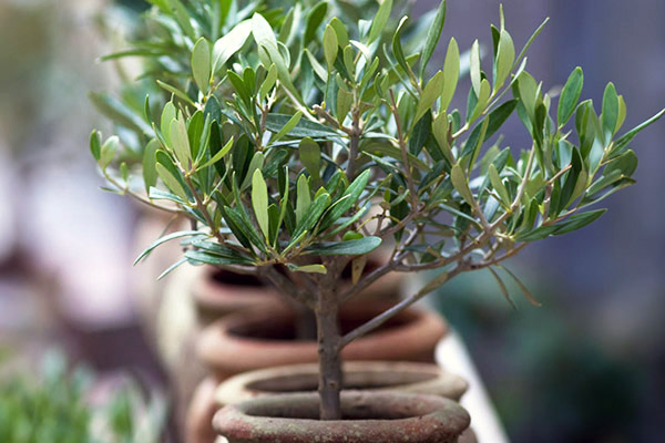 Dwarf olive tree.