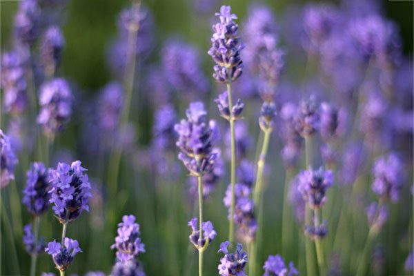 English Lavender