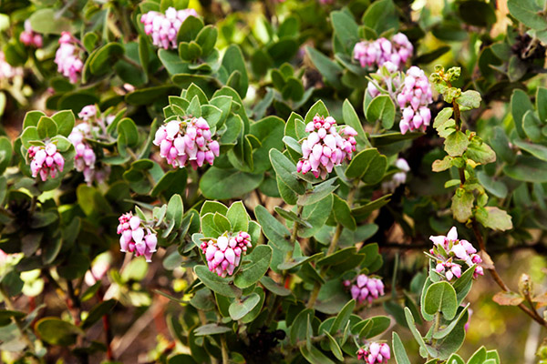 Pink flowers on Howard McMinn manzanita plant.