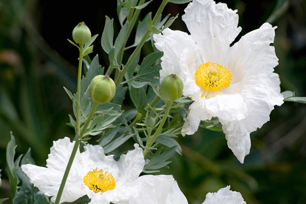 Matilija poppy.