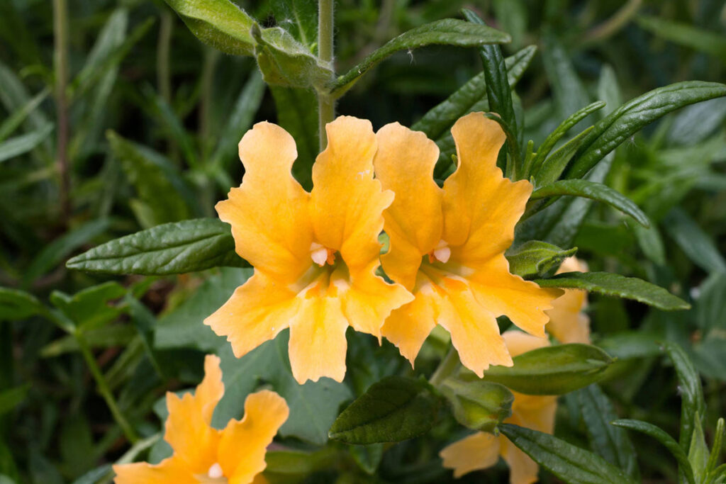 Orange monkey flower.