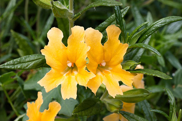 Sticky monkeyflower.