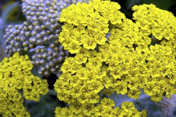 Moonshine yarrow.