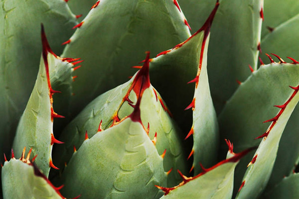 New mexico agave.