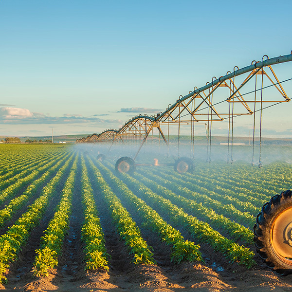 Field being watered by sprinkler irrigation system