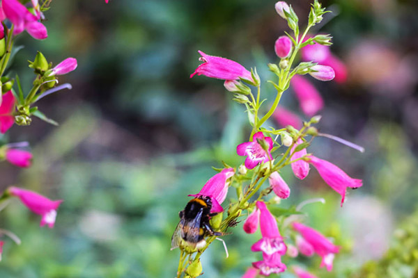 Foothill Penstemon.