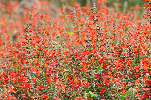 Furman's red autumn sage.