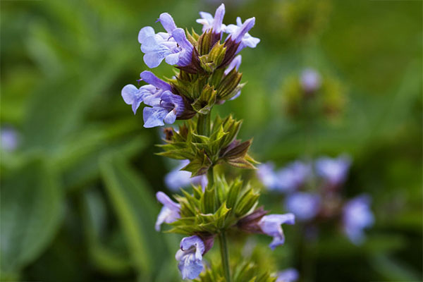 Bee Bliss Salvia