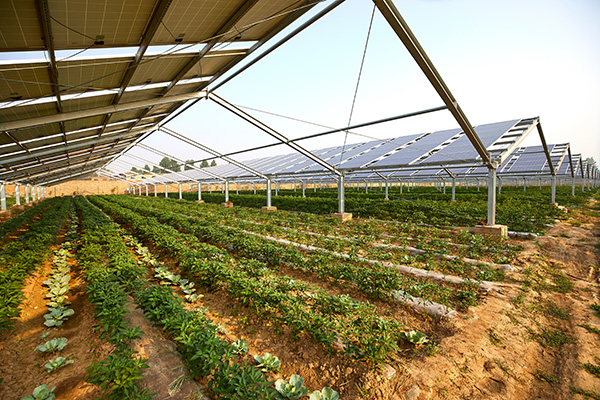 Vegetables growing under solar panels 