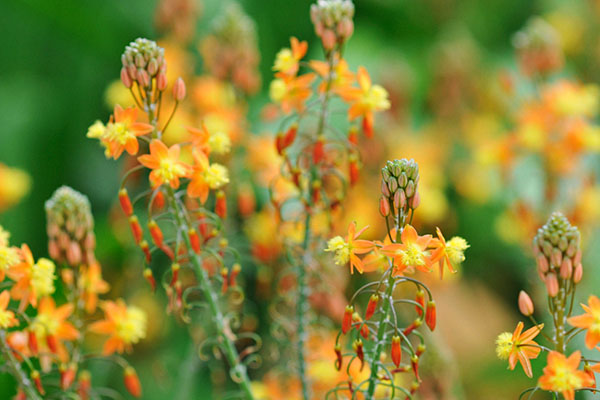 Stalked bulbine.