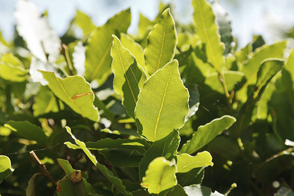 Sweet bay leaves.