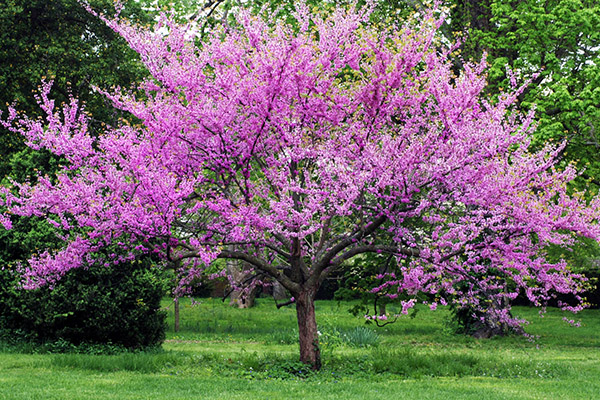 Western redbud tree.