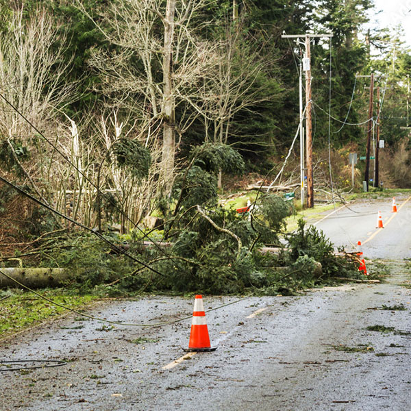 Fallen powerline and tree on road, where orange cones are lined up.