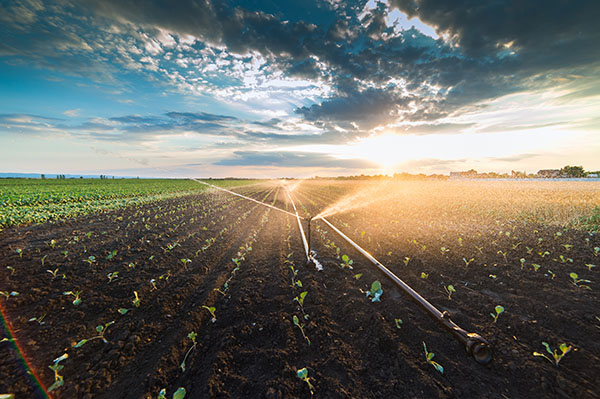 Irrigation system watering a crop of soy beans in a field. Sunlight shines through the clouds.