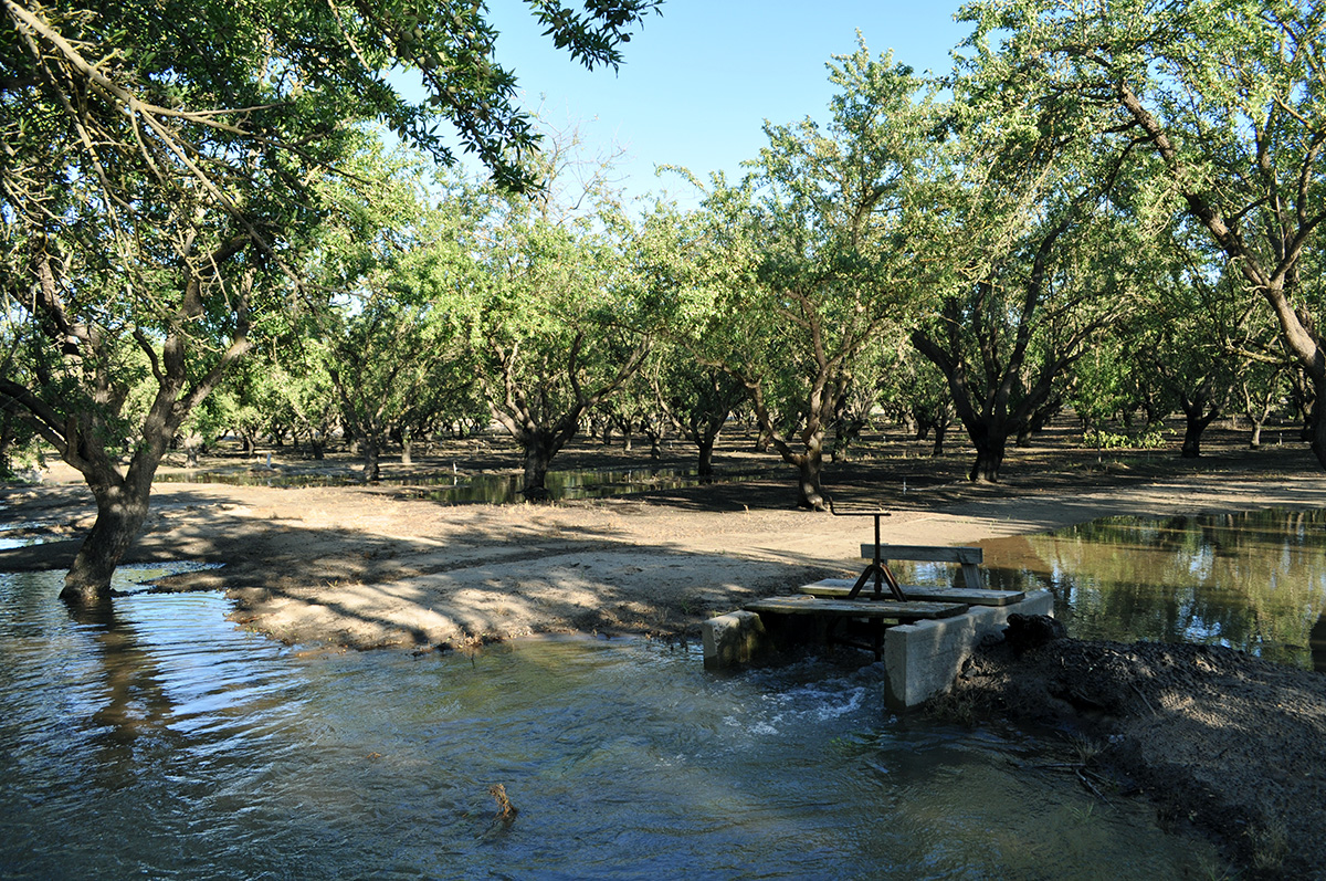 Flood irrigating an almond orchard.