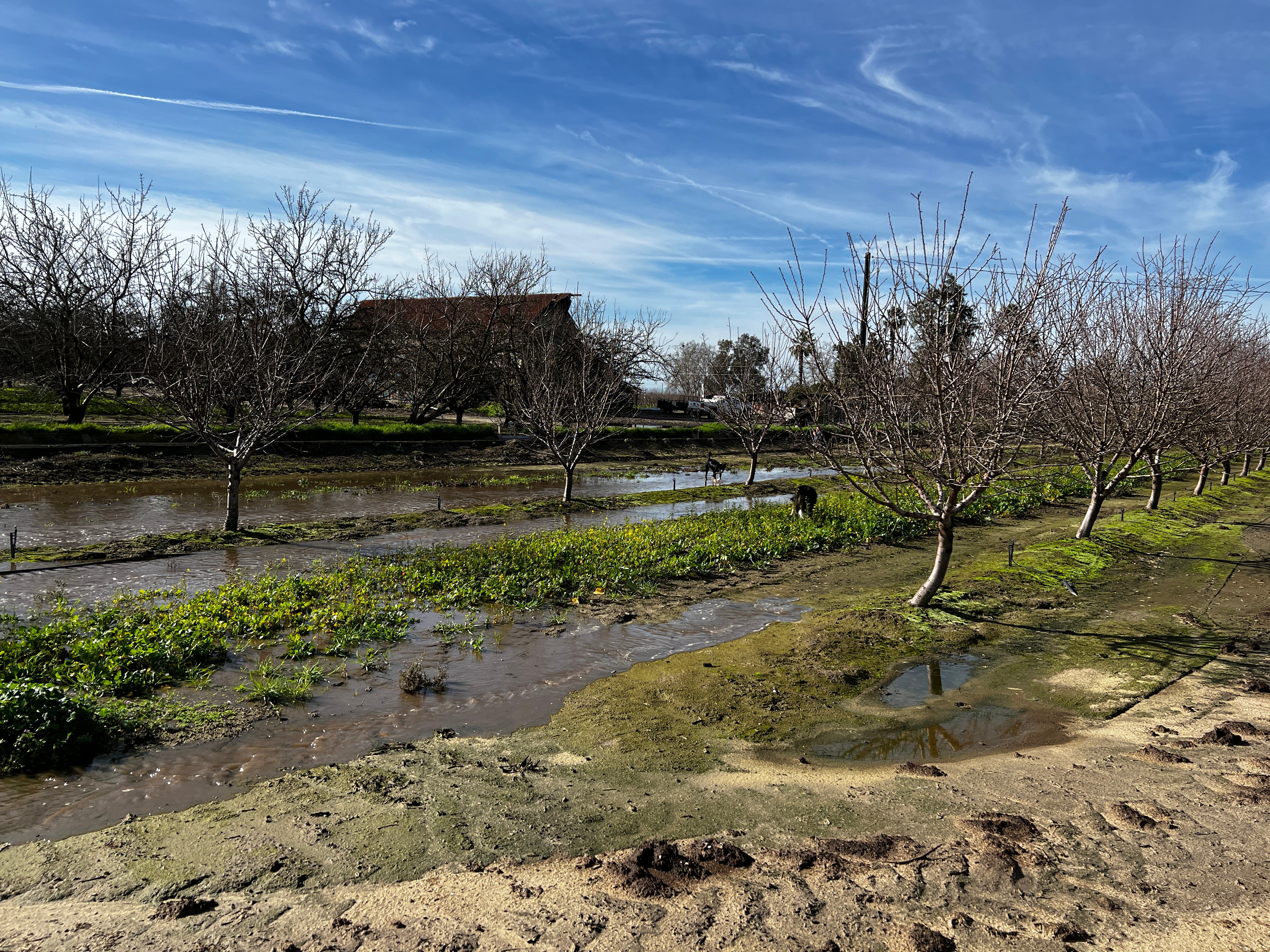 Flood irrigating an almond orchard for groundwater recharge.